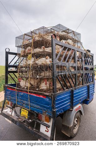 Belur, Karnataka, India - November 2, 2013: Blue Light Open Van With Seven Rows Of Coops Full Of Liv