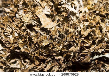 Dry Mosses And Lichens.moss And Lichen Background.dried Lichens And Mosses.