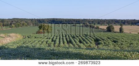 Horizontal Of Rows Green Crops With Trees And Blue Sky In The Background On A Sunny Daygrass Field O