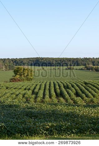 Vertical Of Rows Green Crops With Trees And Blue Sky In The Background On A Sunny Daygrass Field On 
