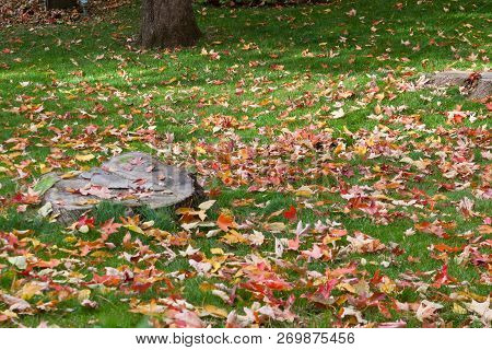 Horizontal Of Multi Colored Maple Leaves On Green Grass On A Bright Autumn Day