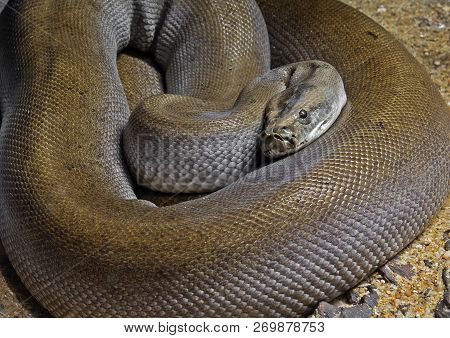 Closeup Patternless Green Burmese Python On Sand