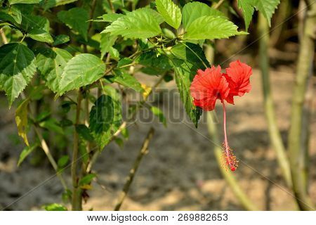 Single China Rose ( Hibiscus Rosasinensis ) Also Known As Chinese Hibiscus And Shoeblackplant In Clo