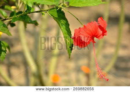 Single China Rose ( Hibiscus Rosasinensis ) Also Known As Chinese Hibiscus And Shoeblackplant In Clo
