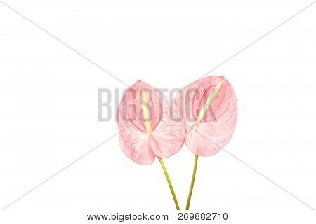 Beautiful Pink Laceleaf Flower Isolated On White Background. Flat-lay, Top View. Copy Space For Your
