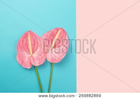 Two Laceleafs On Pastel Pink And Blue Background. Trendy Color Combination. Copy-space For Your Text