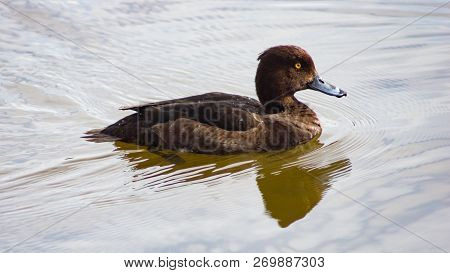 Female Tufted Duck Or Aythya Fuligula Swimming In Pond, Close-up Portrait With Reflection, Selective