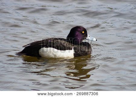 Male Tufted Duck Or Aythya Fuligula Swimming In Pond, Close-up Portrait, Selective Focus, Shallow Do