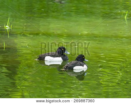 Two Males Of Tufted Duck Or Aythya Fuligula Swimming In River, Close-up Portrait, Selective Focus, S