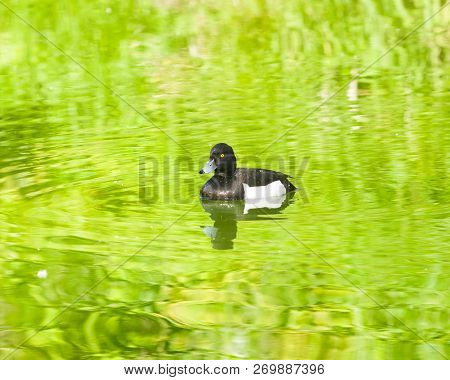 Male Tufted Duck Or Aythya Fuligula Swimming In River, Close-up Portrait, Selective Focus, Shallow D
