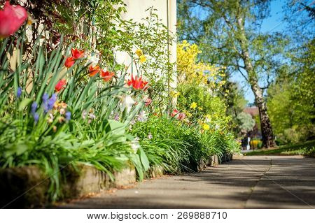 Small Spring-flowerd Path Leading Towards A Birch