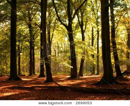 Arbres d'automne