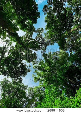 Bottom View Of Green Tree In Tropical Forest With Bright Blue Sky And White Cloud. Bottom View Backg
