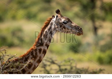 Close-up Of Masai Giraffe Head Above Branches