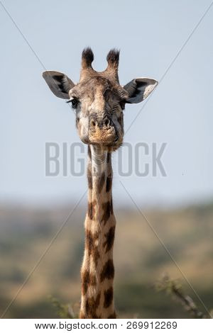 Close-up Of Masai Giraffe Head And Neck