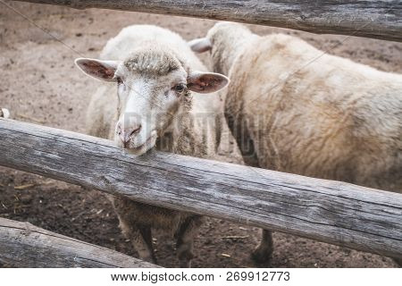 Curious Young Sheep Standing Behind Wooden Fence. Domestic Animal. Production Of Wool. Farm And Live