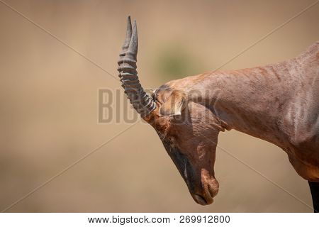 Close-up Of Male Topi Lowering Head Down