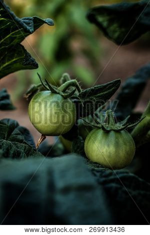 Green Unripe Tomatoes. Organic Vegetable. Natural Product. Healthy Food. Gardening And Farming Theme