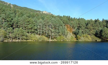 Trees In Pueblo Reservoir Navacerrada In Madrid, Spain