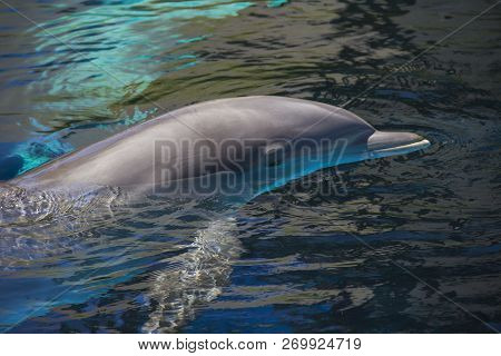 Portrait Of Happy Smiling Bottlenose Dolphins Swimming And Playing In Blue Water