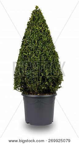 Isolated Image Of A Cone Shaped Privet Bush, In A Grey Flower Pot.