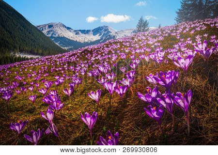  Spring crocuses in Chocholowska  Valley, Tatra Mountains, Poland