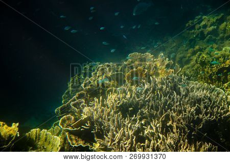 Ningaloo Reef - Coral Bay - Western Australia