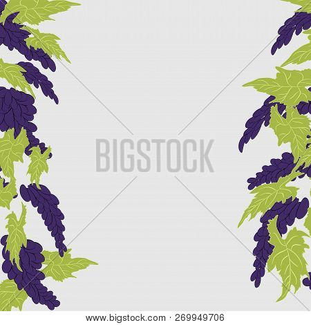 Hand Drawn Illustrations Of White Grapes Vector Eps 10