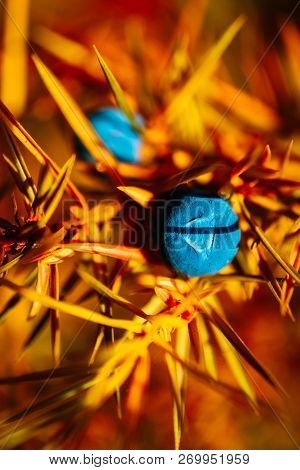 A Juniper Branch With Blue Berries, Autumn. Juniper Fruiting, Close Up. Alpine Mountain Nature.