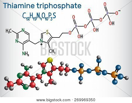 Thiamine Triphosphate (thtp), It Is The Triphosphate Derivative Of The Vitamin Thiamine.  Structural