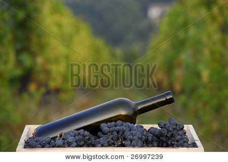 One red wine bottle on grapes cest on vineyard background