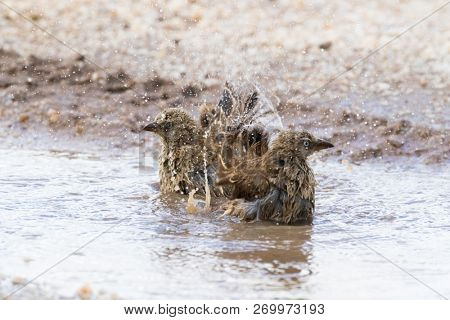 Rufous-tailed Weaver birds shower bathing in small pothole on street at Serengeti National Park in Tanzania, East Africa (Histurgops ruficauda)
