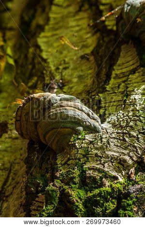Inonotus Obliquus, Commonly Known As Chaga Mushroom (a Latinisation Of The Russian Word чага), Is A 
