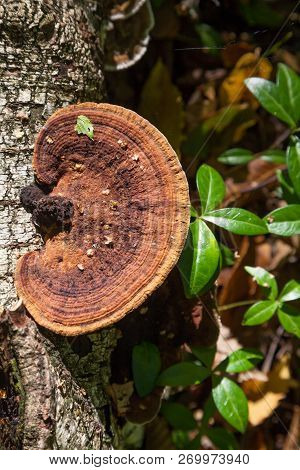 Inonotus Obliquus, Commonly Known As Chaga Mushroom (a Latinisation Of The Russian Word чага), Is A 