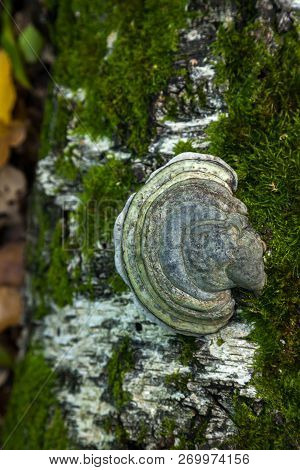 Inonotus Obliquus, Commonly Known As Chaga Mushroom (a Latinisation Of The Russian Word чага), Is A 