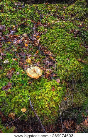 Scotland Autumn