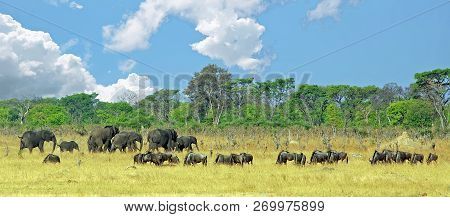 Panorama Of African Elephants And Wildebeest Grazing On The Plains With A Cloudscape Sky In Hwange N