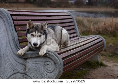 A Gray Dog Of Breed Husky With Different Color Of Eyes Lies And Is Sad On The Bench.