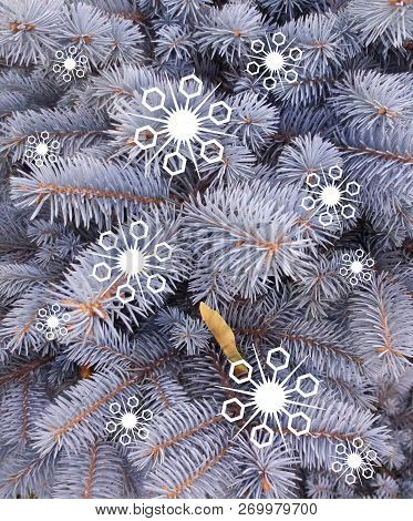 Blue Spruce With Painted White Decorative Snowflakes. Blue Fir. Christmas Tree. Fragments Of Branche