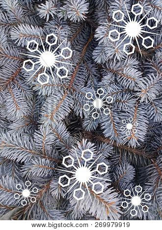 Blue Spruce With Painted White Decorative Snowflakes. Blue Fir. Christmas Tree. Fragments Of Branche
