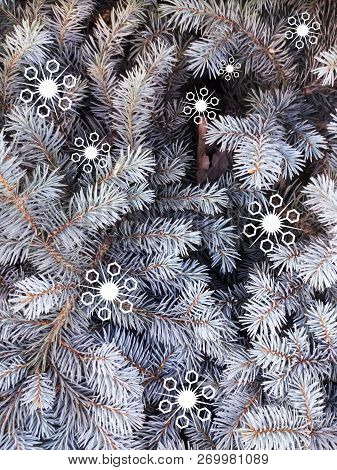 Blue Spruce With Painted White Decorative Snowflakes. Blue Fir. Christmas Tree. Fragments Of Branche