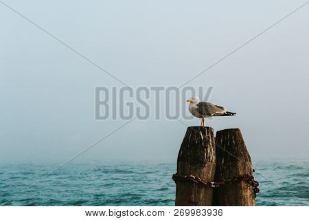 Seagull Alone Over Sea With Fog Around