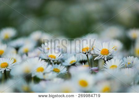Wild White Yellow Daisies Together In The Grass