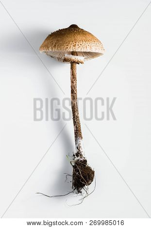 Parasol Mushroom On The White Background. (macrolepiota Procera Or Lepiota Procera)