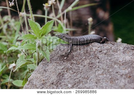 Wild Lizard Dragon Trachylepis Atlantica Over Rock