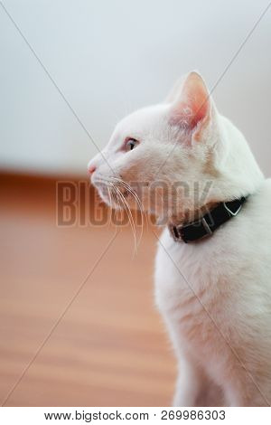 White Cat With Yellow Eyes Cute Pet