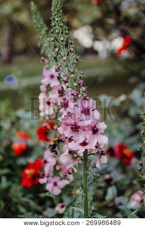 Wild Flowers With Bee Flying Close Around