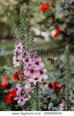 Wild Flowers With Bee Flying Close Around