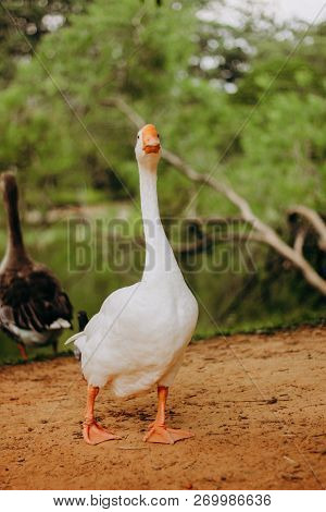 Wild White Goose Duck Walking Around Bird