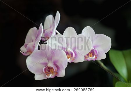 Flowers Orchid Phalaenopsis Miki Sakura Close-up On Dark Background